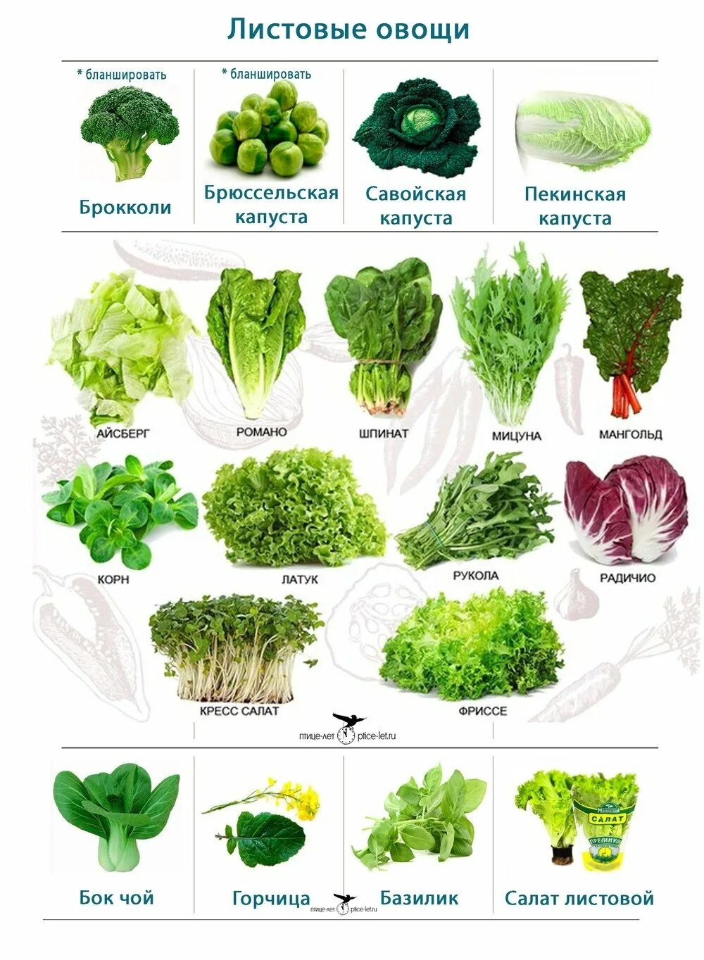 Какие бывают зеленые. Руккола Кресс латук. Салатно Шпинатные овощи список. Листья салата Кресс. Разновидности салата листового.