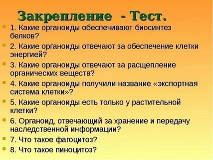 Органоиды клетки необходимые для синтеза белка