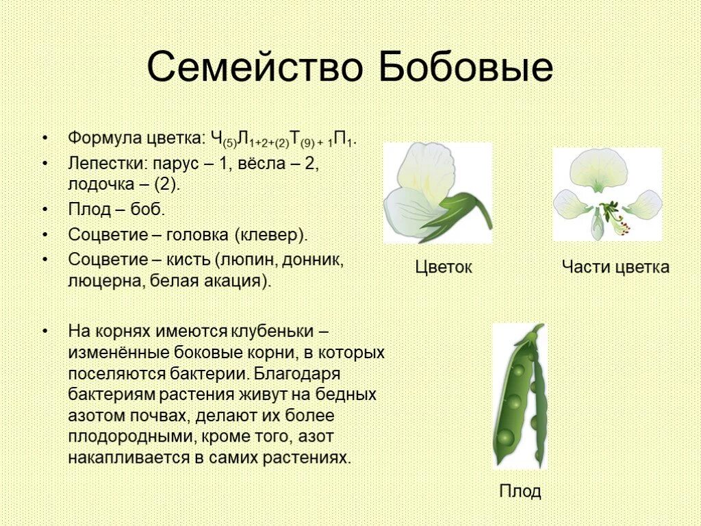 Семейство двудольные семейство бобовые. Семейство Мотыльковые бобовые формула. Класс двудольные семейство бобовые. Семейство бобовые класс двудольные цветок.