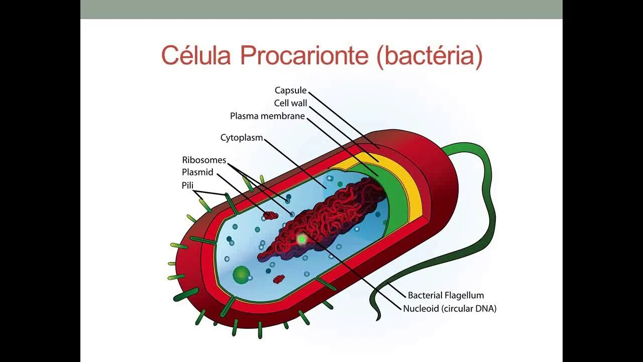Наличие ядра прокариоты. Прокариотные клетки. Клетки прокариот содержат. Простейшие археи. Строение дробянки.