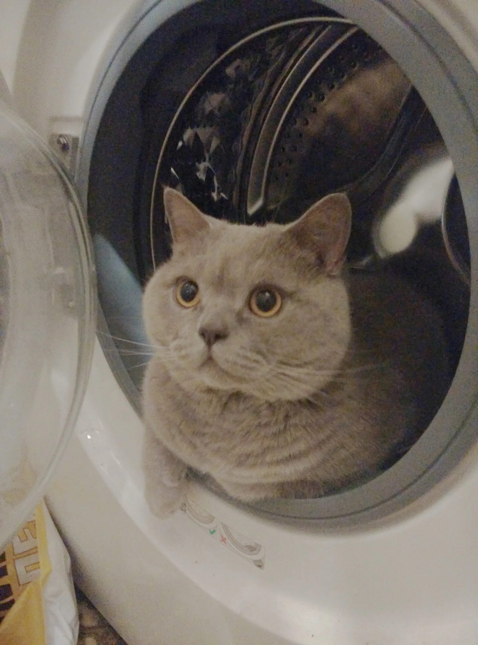 Кот в стиралке. Коты в стиральной машине. Стиральная машина для котов. Cat washing