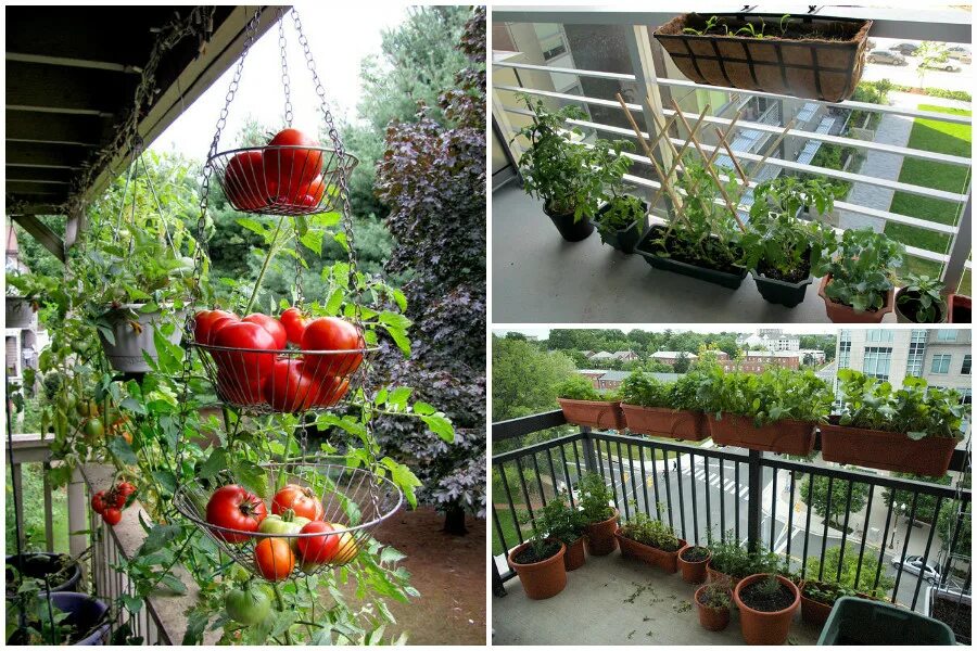 Огород на лоджии. Мини огород на лоджии. Бал овощей. Огородик на балконе.