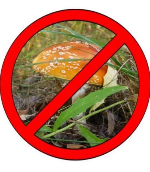 Знак нельзя собирать грибы. Профилактика отравления грибами. Опасные грибы. Отравление ядовитыми растениями и грибами. Не ешь ядовитые грибы.