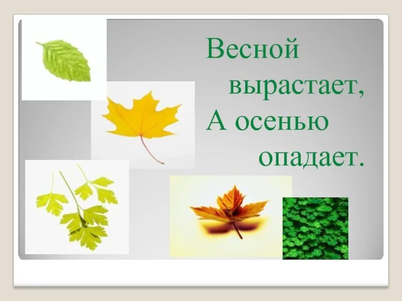 Этой весной вырасти. Как быстро вырастают ветки деревьев. Как растут веточки дерева. Весной она росла. Весной вырастает а осенью опадает.
