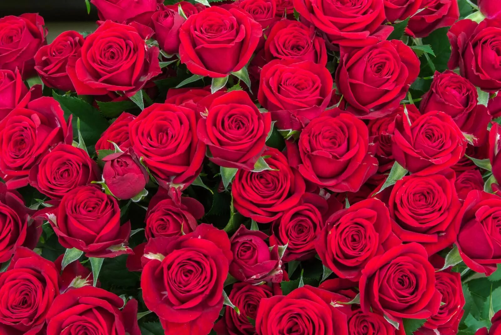 1415 роз. Красные розы. Цветы розы много. Букет алых роз. Розы красные много.