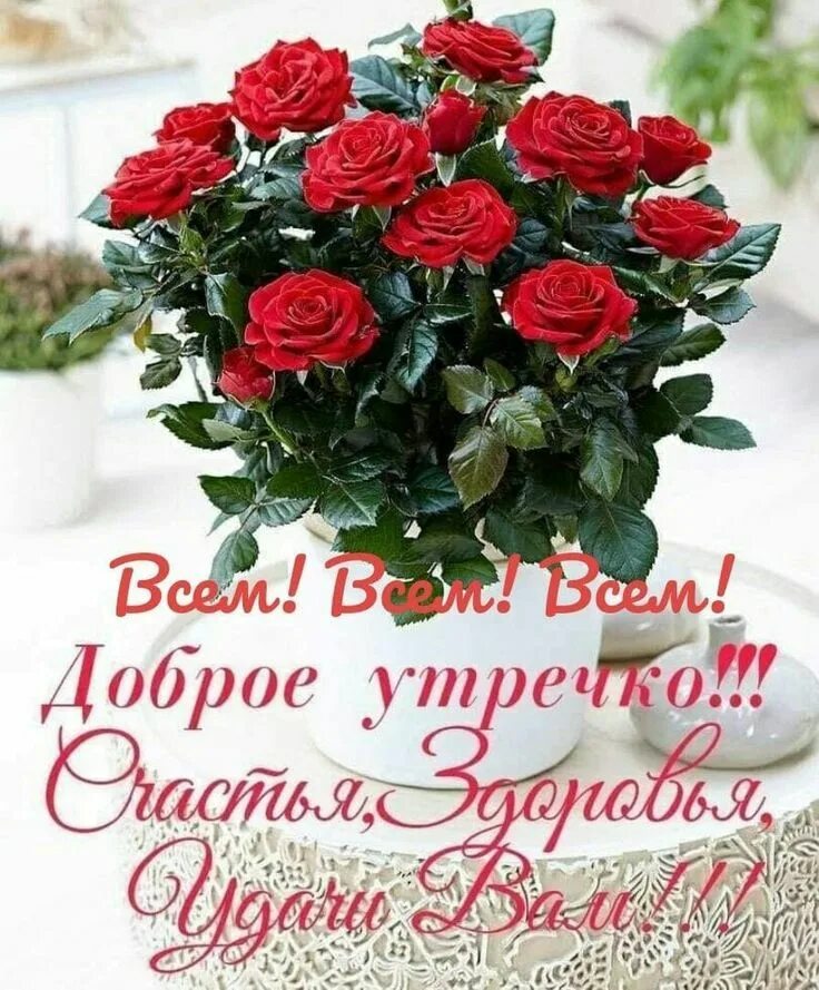 Доброе утро картинки красивые розы с пожеланиями