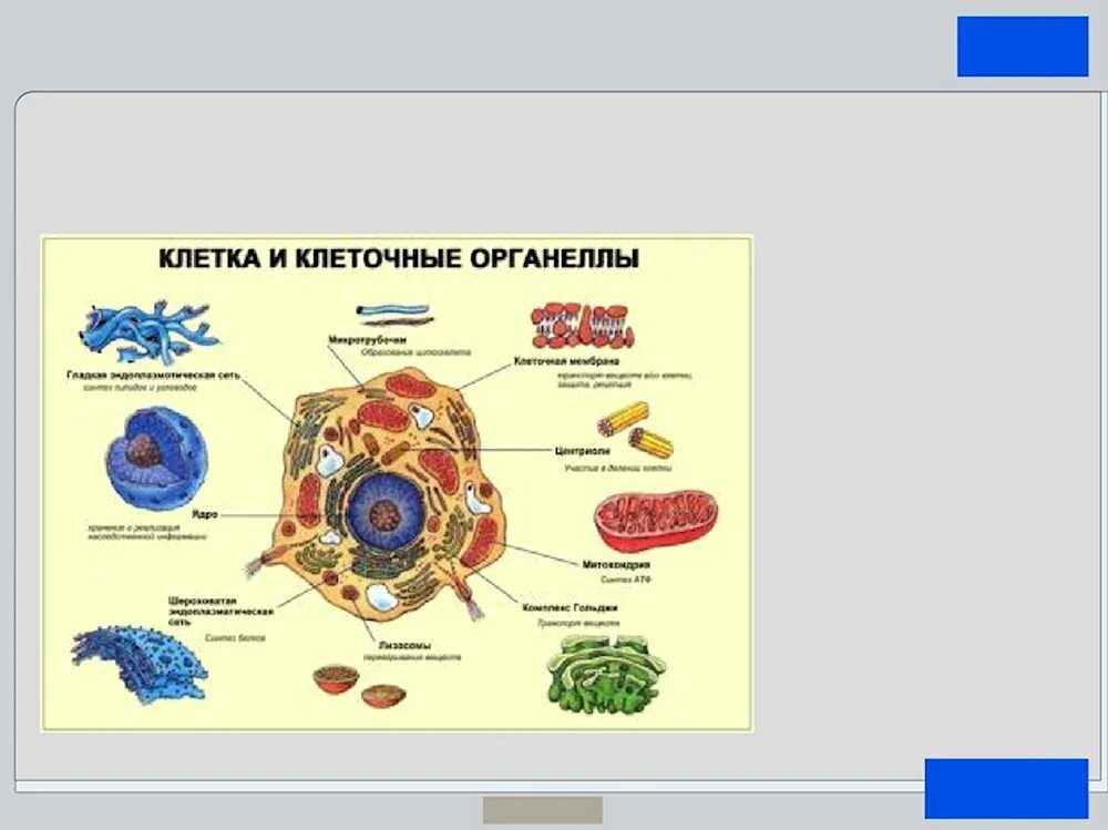 Изображения органоидов. Строение органелл клетки. строение клетки подпишите органоиды клетки. строение клеточных органелл. строение органоидов клетки.