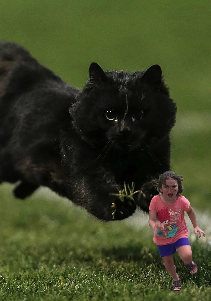 Включи большую сильную. Котенок нападает. Девочка убегает от собаки. Черный кот убегает. Черный кот нападает.