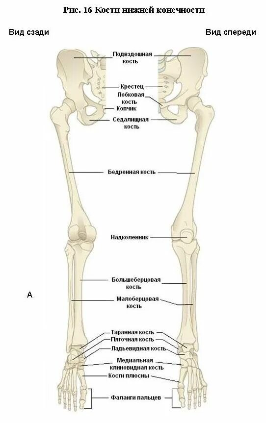 С какими костями соединяется бедренная кость. Кости нижней конечности. Кости нижней конечности латынь. Кости верхних и нижних конечностей. Бедренная кость на скелете.
