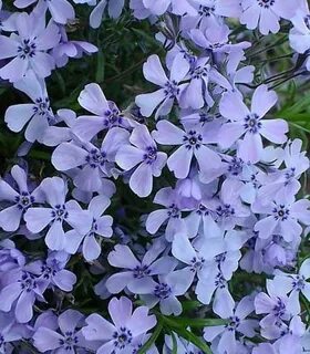 Флокс emerald cushion blue