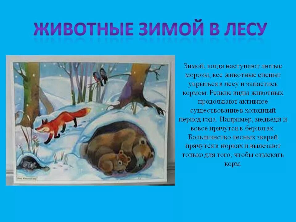Изменения животных зимой 5 класс биология. Как зимуют животные. Как зимуют животные в лесу. Животные зимой для дошкольников. Как зимуют звери.