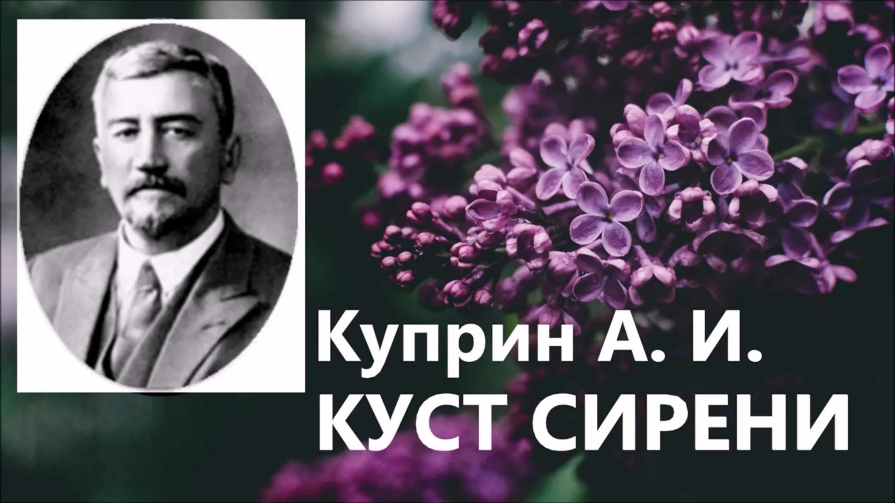 Куст сирени тест 8. Куст сирени куприн. куст сирени куприн книга.