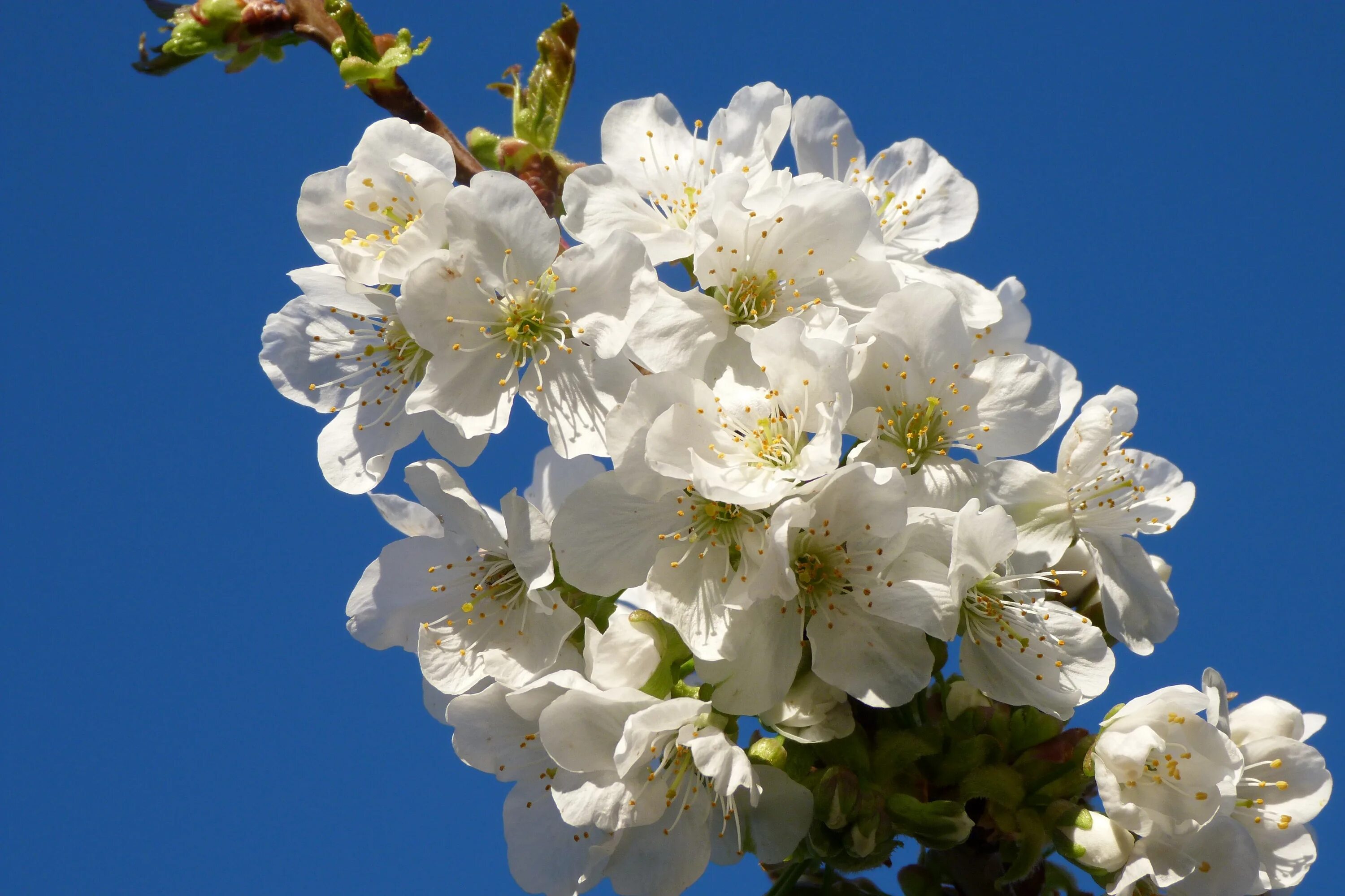 White spring. Цветы вишни. Белоснежная вишня. Цветы с черешней. Цветение черешни фото.