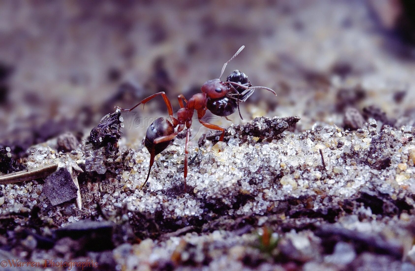 Муравей лапы. Муравьи formica fusca. лапки муравья. лапы муравья.