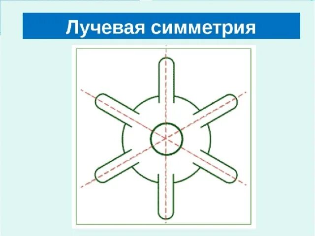 Тип симметрии животного радиальную. Лучевая симметрия. Лучевая и радиальная симметрия. Лучевая симметрия кишечнополостных. Лучевой Тип симметрии.