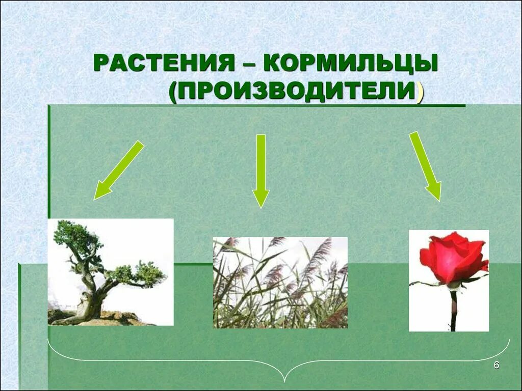 Примеры организмов производителей. Растения производители. Растения кормильцы. Растения производители 3 класс. Организмы производители растения.