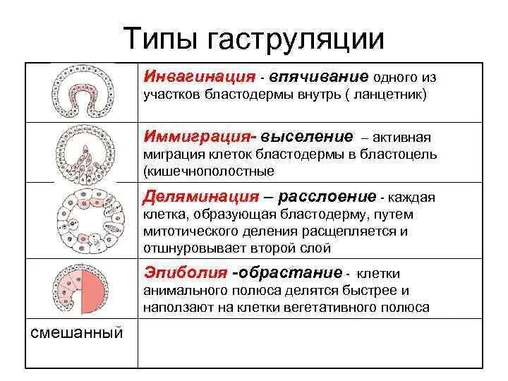 Гаструляция типы гаструляции. Гаструляция вторичноротые. Гаструляция типы клеточных движений. Инвагинация деляминация эпиболия иммиграция инволюция.