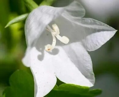White bell