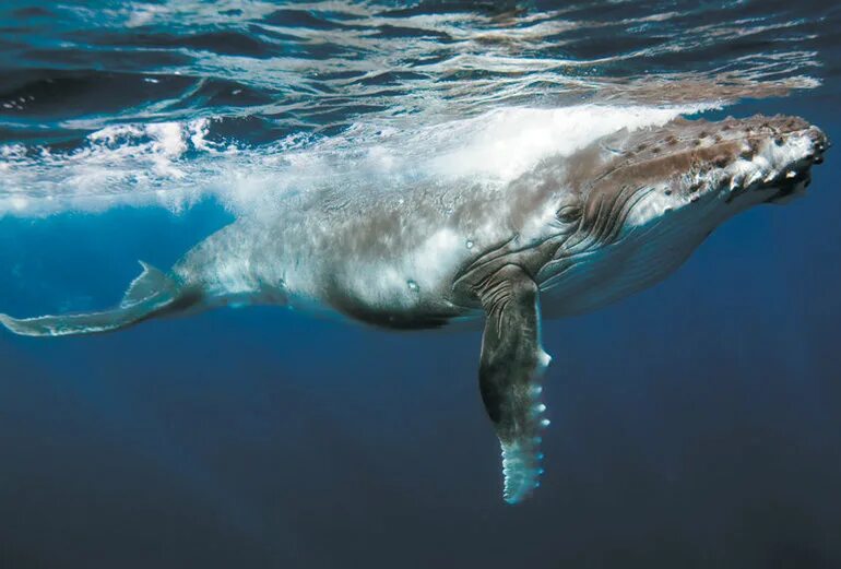 Спящие киты. Как спят киты. Сон кит в воде. Приснился кит. Киты спят.