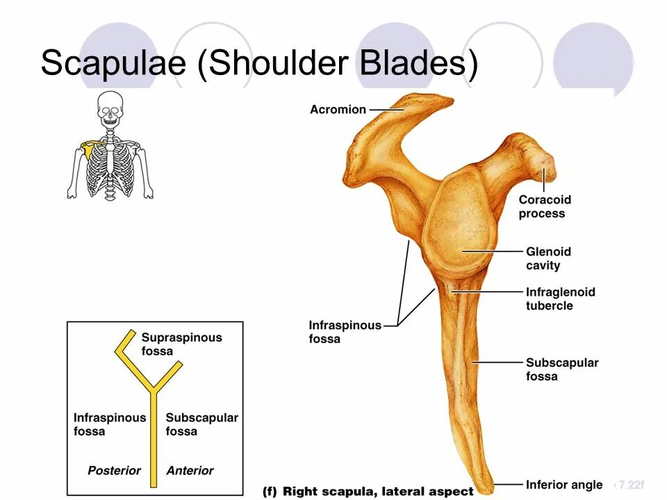 Лопатка анатомия. Строение земноводных скелет лягушки. Коракоид. Коракоиды у человека. Коракоид.