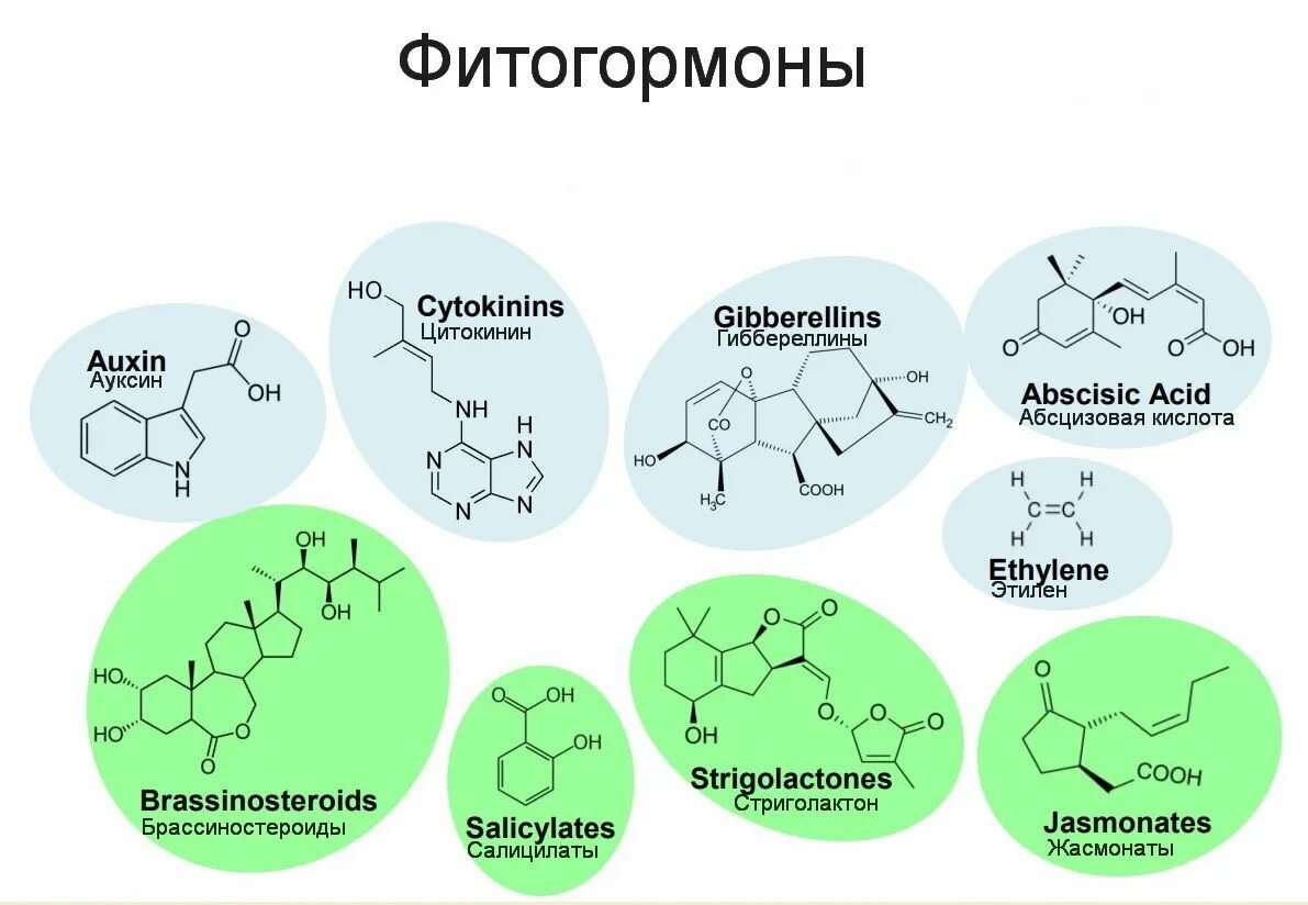 Фитогормоны таблица. Фитогормон ауксин. Классификация фитогормонов. Гормоны растений фитогормоны. Фитогормоны Гиббереллины.