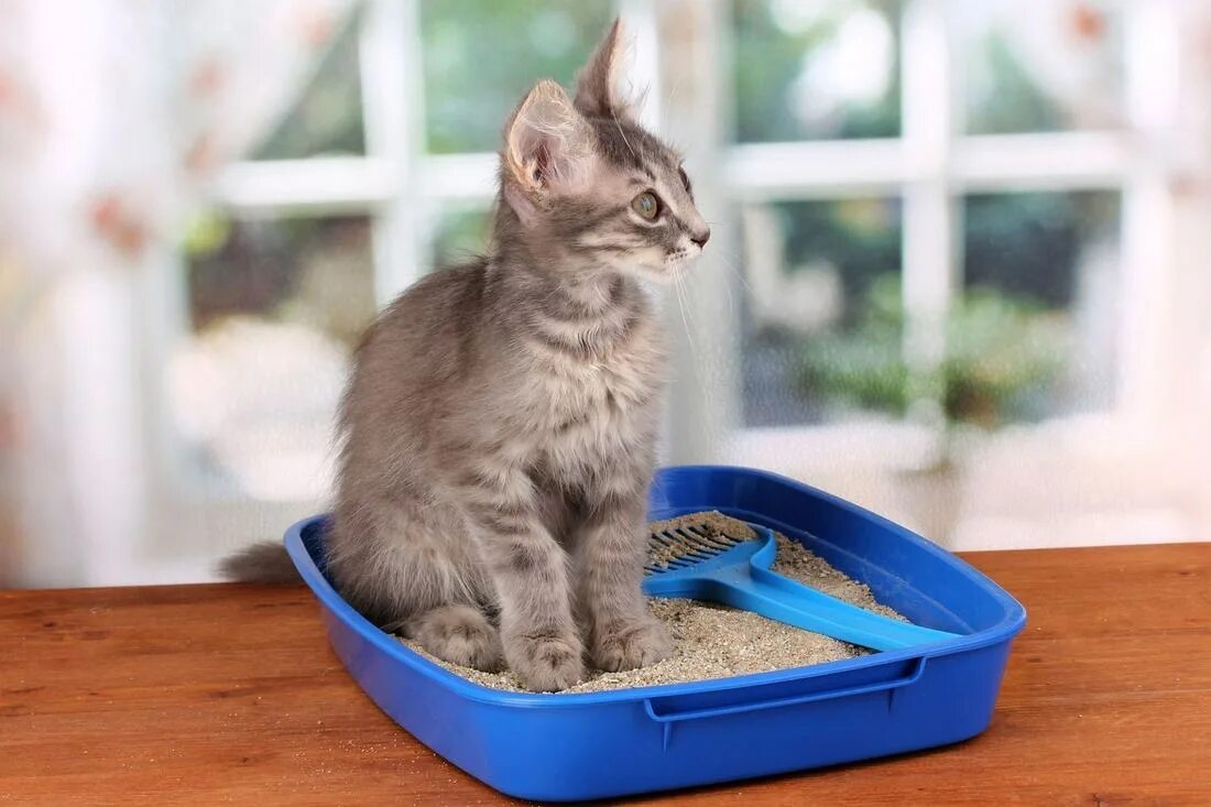 Почему кот ходит в туалет на кровать. Кот в лотке. лоток для котят. кошачий лоток с наполнителем. котята ходят в лоток.
