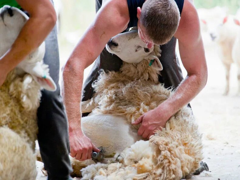 Стрижка шерсти овец. Стриженная овца. Стрижка овец руно. Стриженная овца. Как стригут овец.