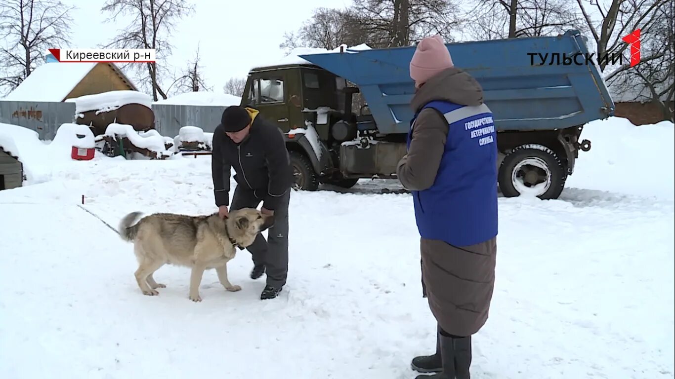 У алексея 5 собак январь февраль март. Грузовая собака. Truck собака. Собака в фуре.