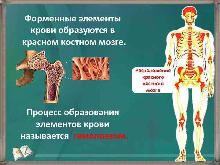 Костный мозг где находится. Костный мозг расположение. Расположение желтого костного мозга. Красный костный мозг расположен. Расположение красного костного мозга.