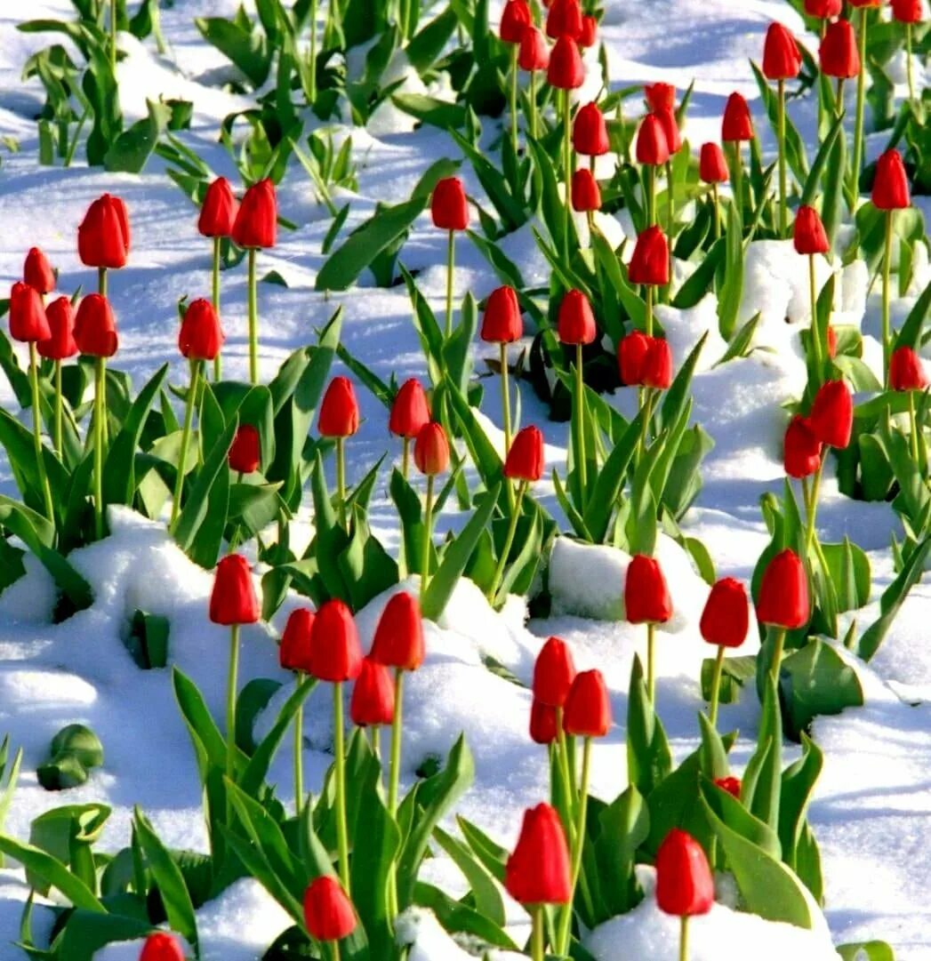 Тюльпаны в снегу. Бриз зимой хочется тюльпанов. Цветы зимой. Тюльпаны в снегу. Девушка с букетом тюльпанов.