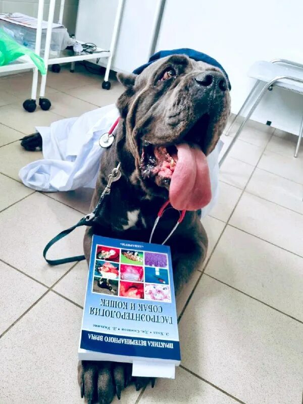 Ветеринарная клиника акела москва. Ветклиника вешняки. Ветеринарная клиника акела москва. Ветклиника вешняки. Ветеринарная клиника новогиреево.