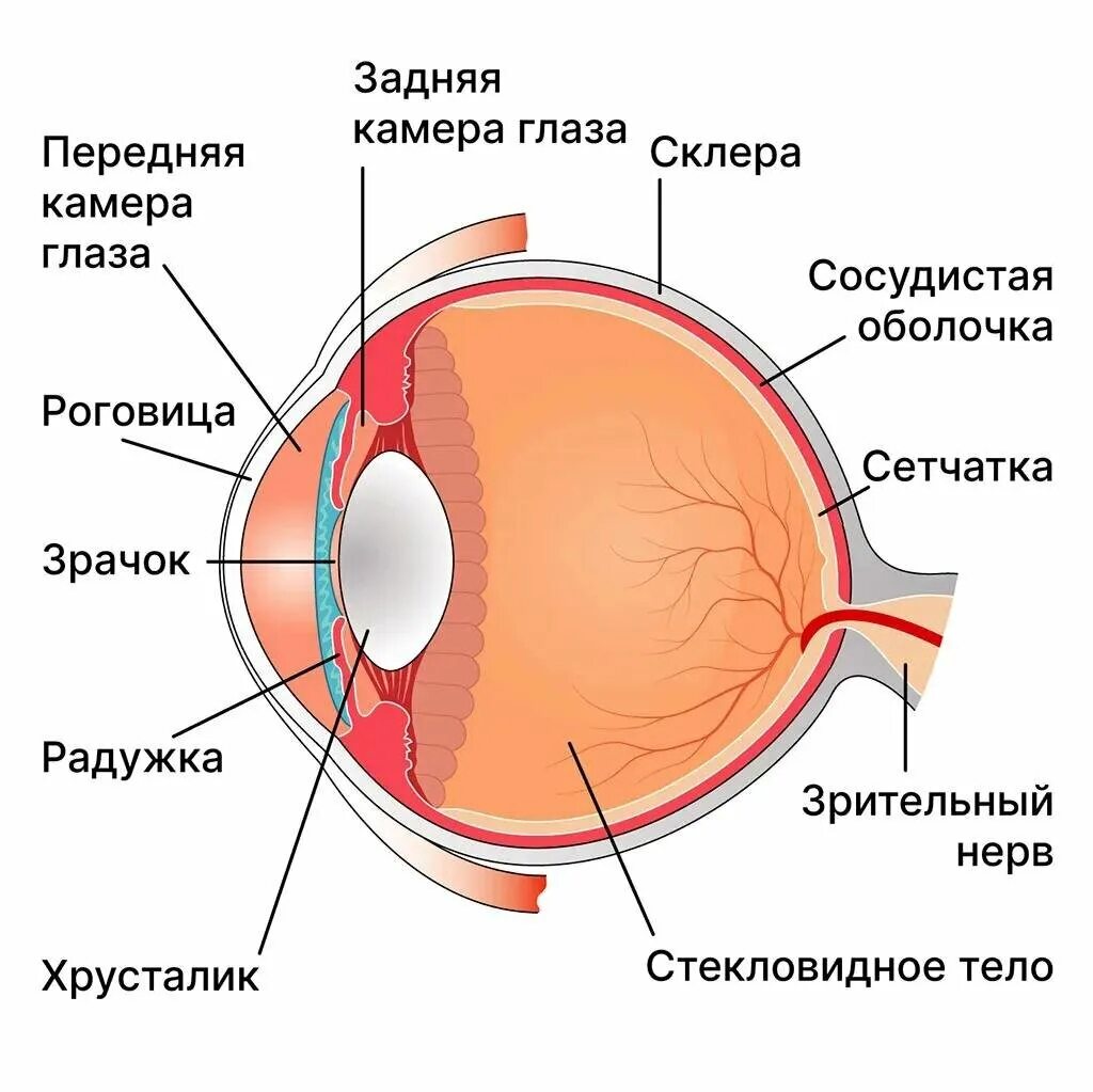Что входит в глаз человека. Склера сосудистая оболочка сетчатка. Строение глаза человека анатомия. Полное строение глаза человека. Строение глаза сетчатка роговица хрусталик.