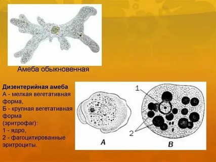 Тканевая форма дизентерийной амебы