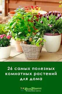 Полезные комнатные растения