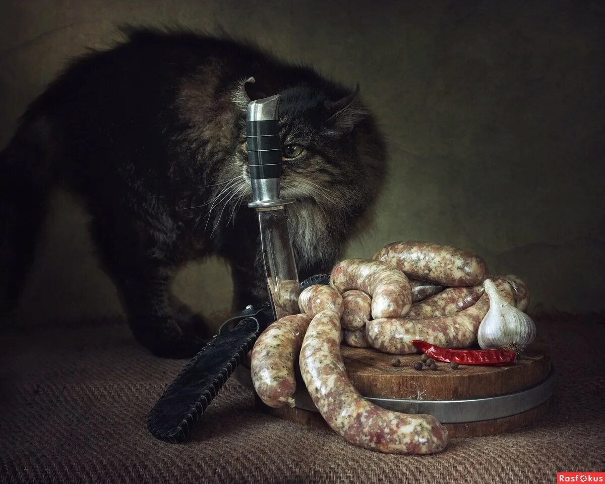 Кот колбаса. Кот с колбасой. кот с ножом. кошачья колбаса. коты с ножами.