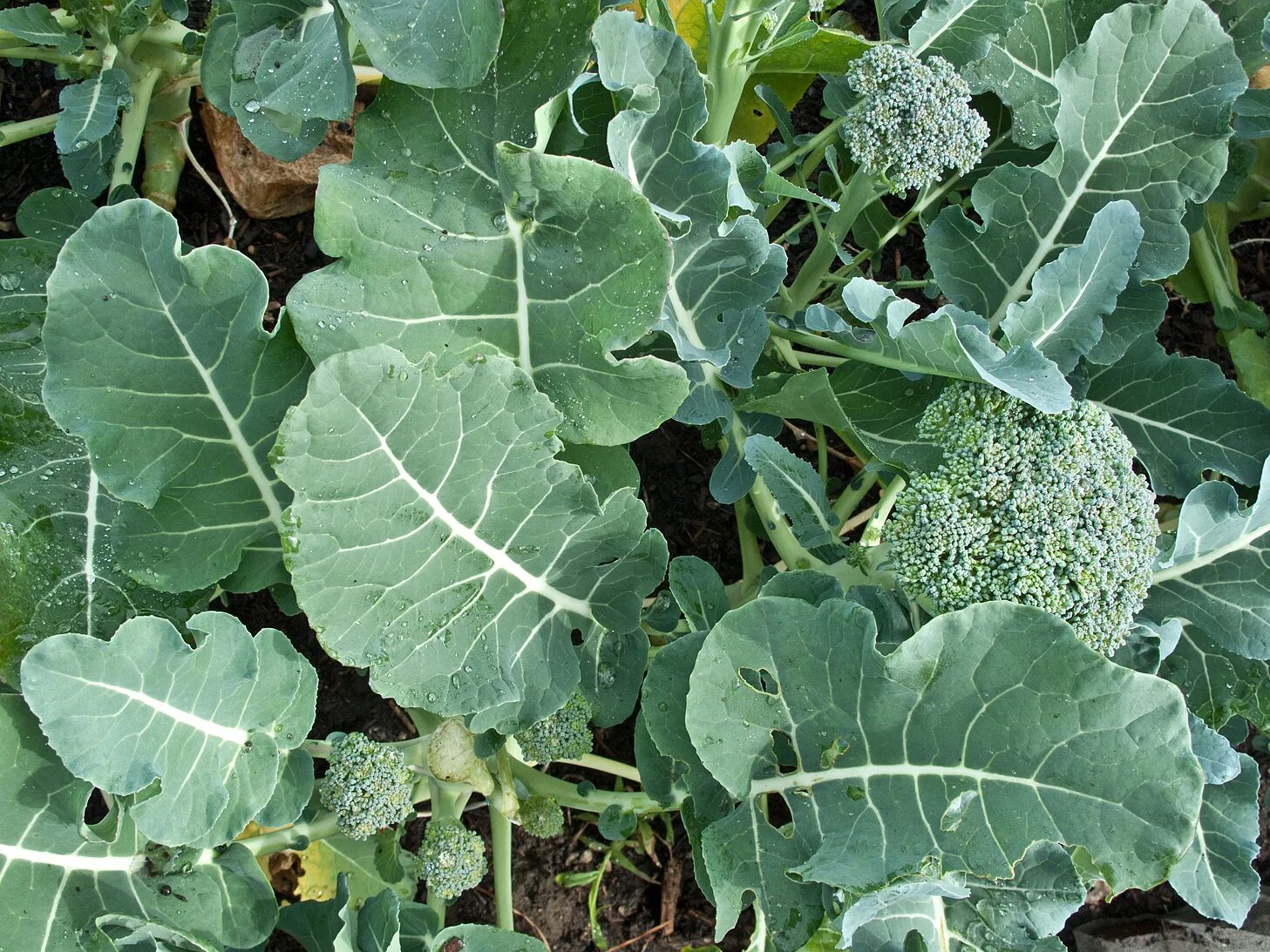 Листовая брокколи. Brassica narinosa. Brassica oleracea var. Alboglabra. Brassica oleracea var. Ramosa.