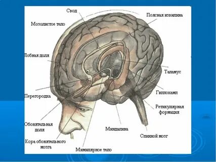 Система второй мозг