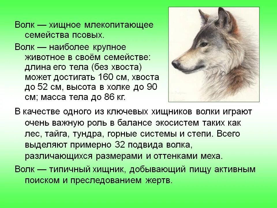 Рассказ про волка. Информация о волке. Сообщение о волке. Описание волка.