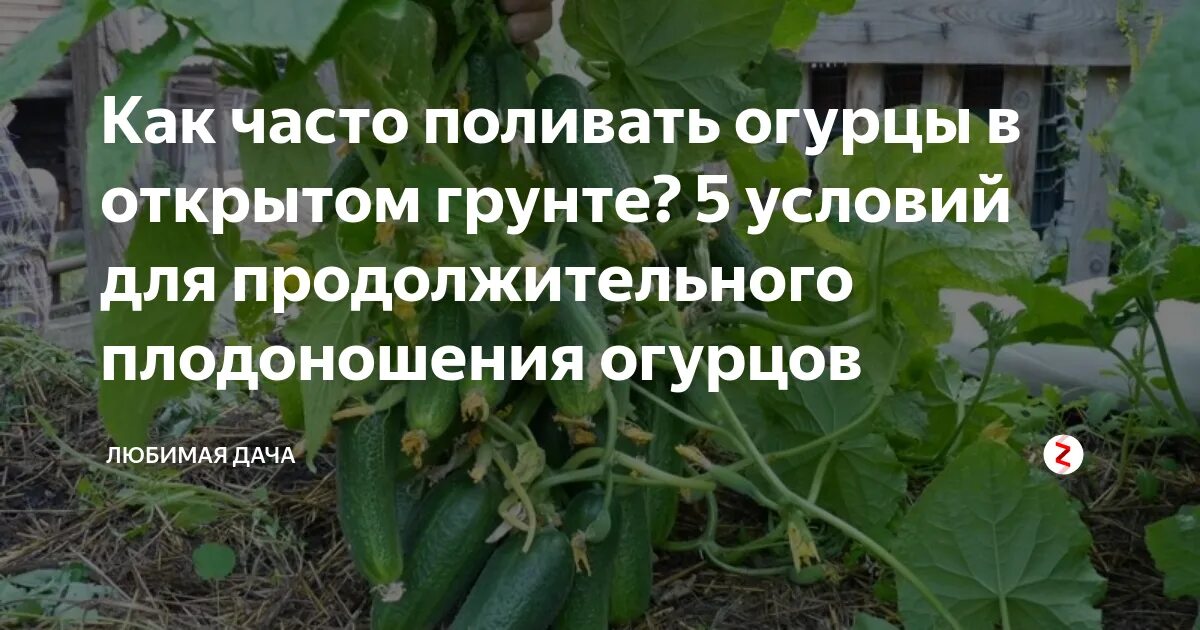 Как часто поливать в парнике. Как поливать огурцы в открытом грунте. дождевание огурцов в теплице. капельный полив огурцов в открытом грунте. как часто поливать огурцы в открытом.