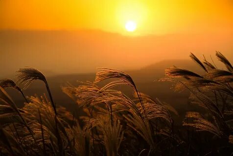 Gentle wind