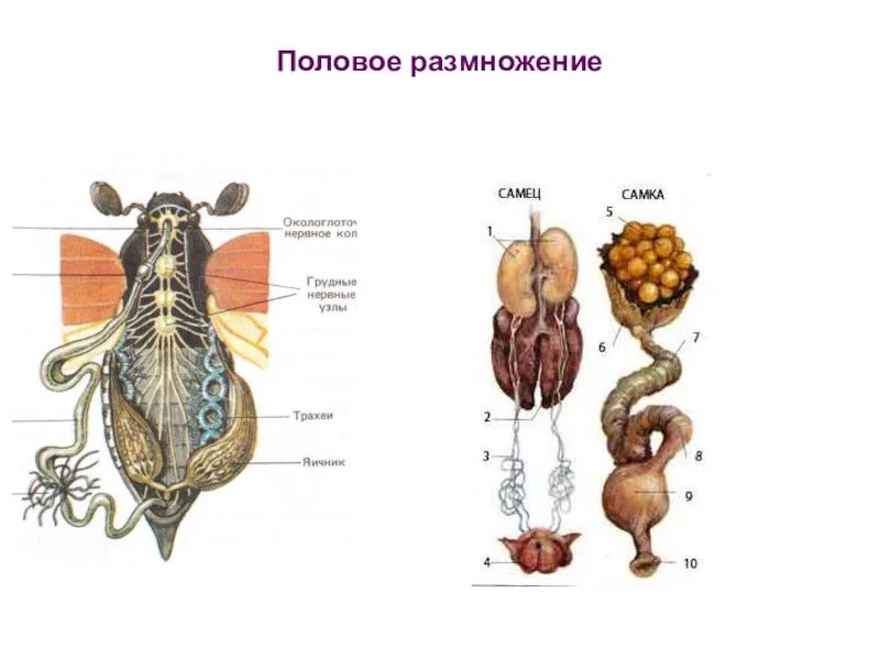 Половое размножение. Половое размножение биология. Биология тема размножение человека. Биология тема половое размножение. Биология как размножаются