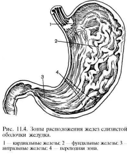 Строение желез желудка. Фундальные железы желудка клетки. Зоны желез слизистой оболочки желудка. Железы желудка схема. Париетальных клеток слизистой оболочки желудка.