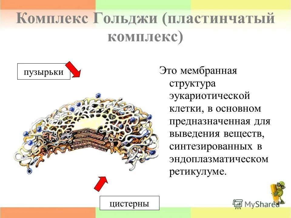 комплекс гольджи тест