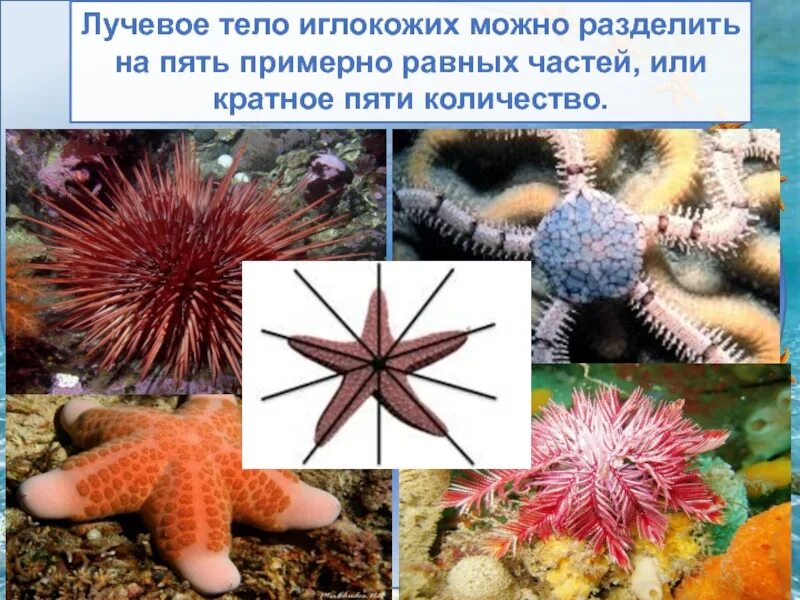 Какое животное имеет симметрию