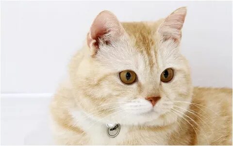 Неизвестные коты