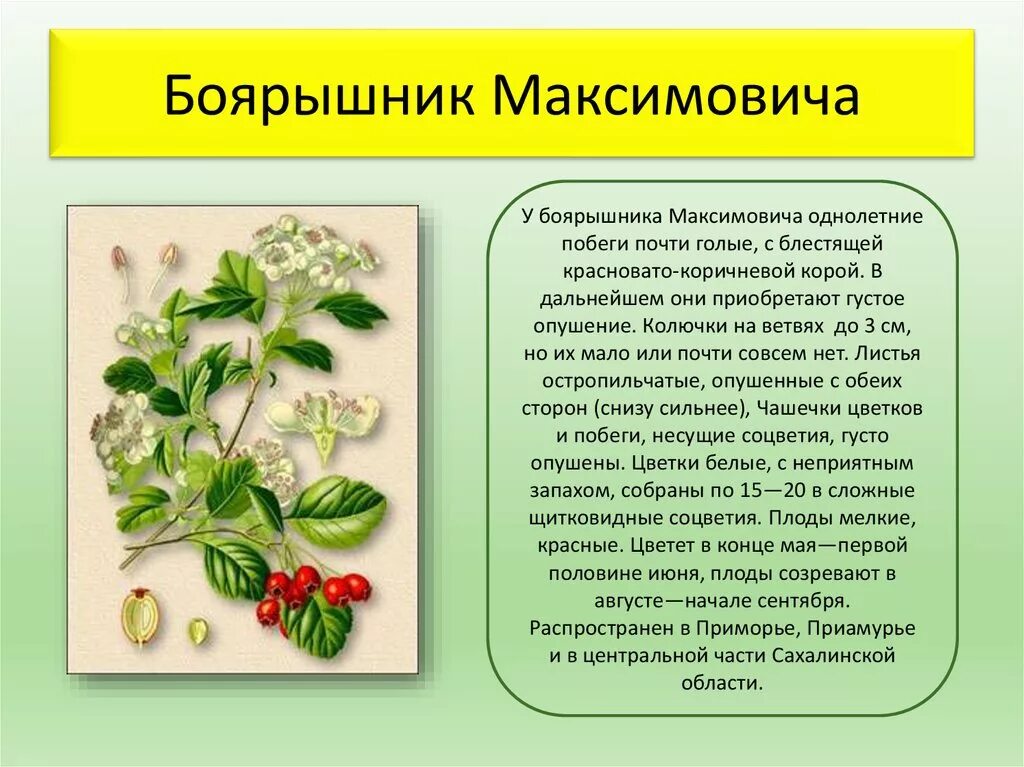 боярышник максимовича - crataegus maximowiczii g. боярышник максимовича. боярышник максимовича. боярышник максимовича (crataegus maximowiczii). боярышник перистонадрезанный - crataegus pinnatifida.