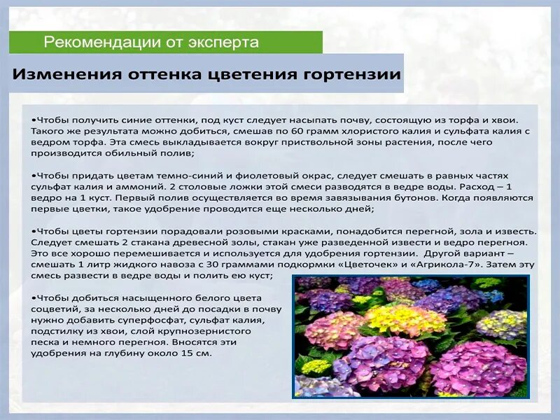 Можно изменить цвет гортензии. Для изменения цвета гортензии. как часто поливать гортензию.