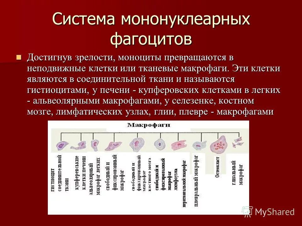 Повышенное содержание антител и фагоцитов. Повышенное содержание антител и фагоцитов