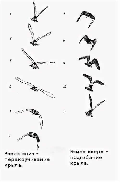 Покадровое движение крыльев птицы. Движение крылом. Полет птицы движение крыльев. Ворон взмахивает крыльями. Движение крыльев птицы схема.