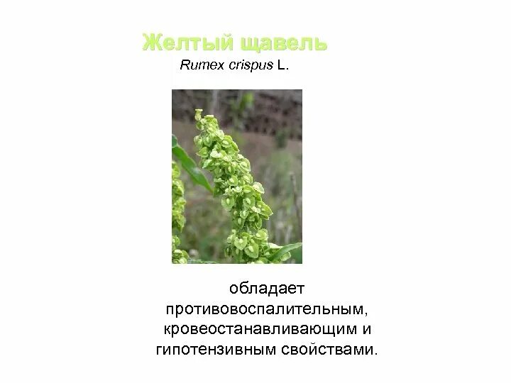 Женский орган в виде щавеля. Желтый щавель Rumex crispus. Щавель. Схемка. Желтый щавель корень. Щавель с желтыми цветками.